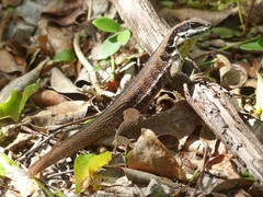 Leiocephalus cubensis