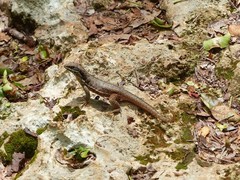 Leiocephalus cubensis