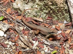 Leiocephalus cubensis