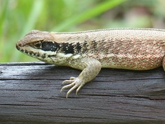 Leiocephalus cubensis