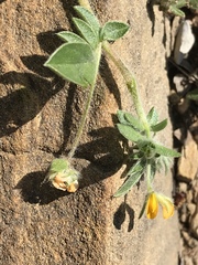 Anthyllis circinnata