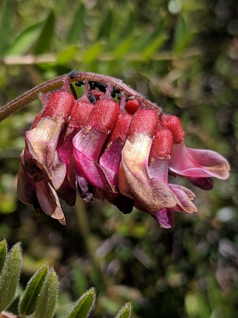giant vetch (Bean Hollow) · iNaturalist