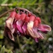 Vicia gigantea - Photo no hay derechos reservados, subido por Alex Heyman
