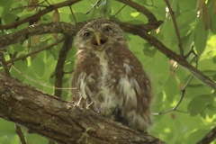 Glaucidium nana