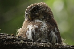 Glaucidium nana