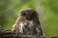 Glaucidium nana