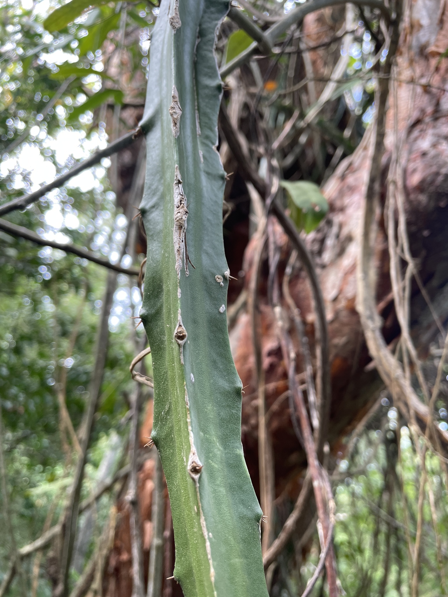 Imagem de Pitaya