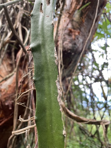 Foto de Pitaya
