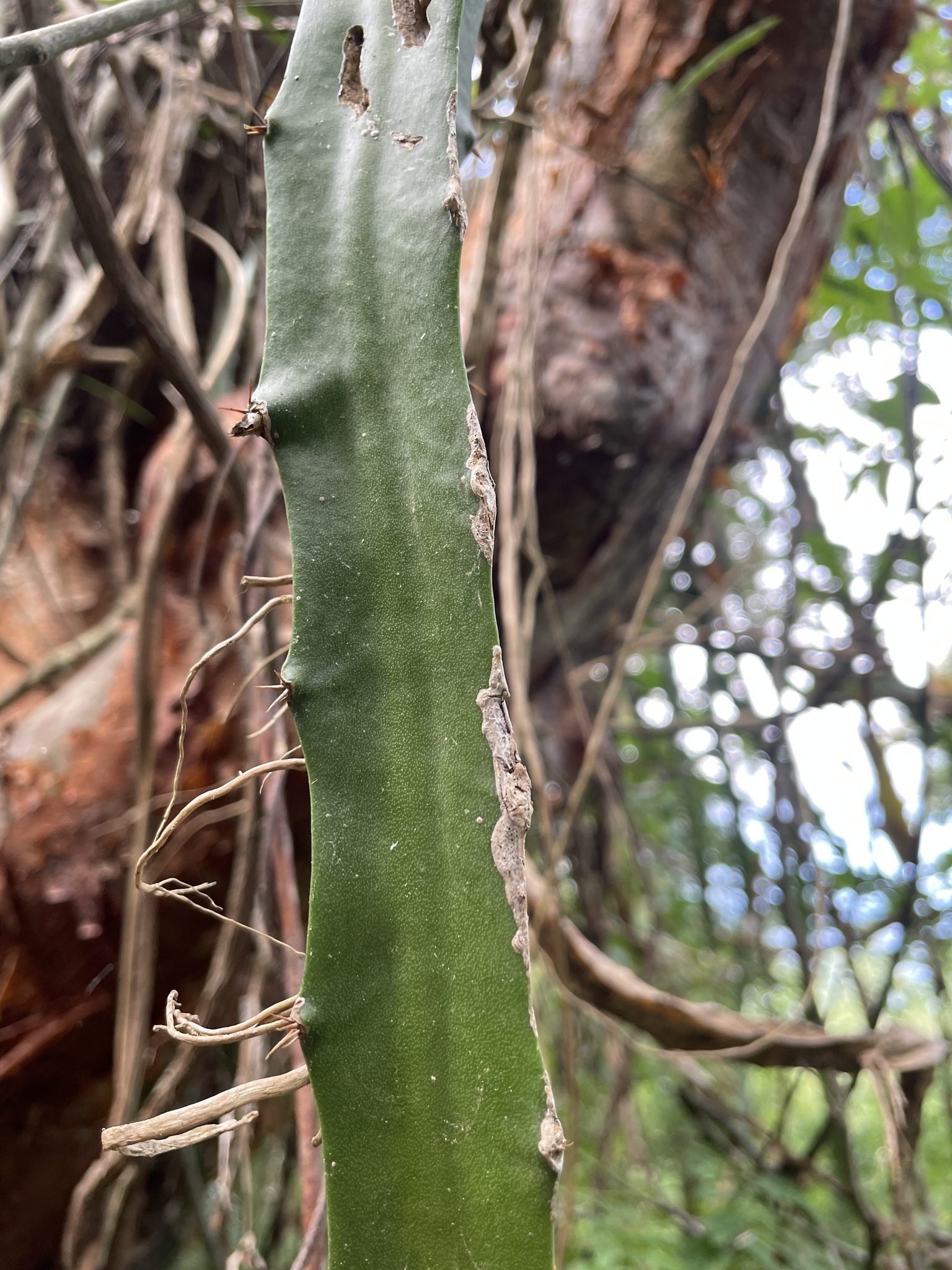 Imagem de Pitaya