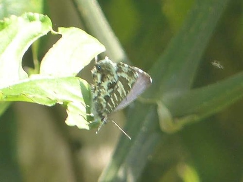 Bush Bronze