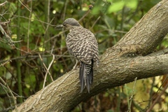 Colaptes pitius