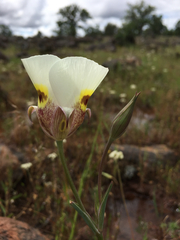 Calochortus superbus