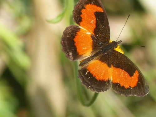Lady's Maid Butterfly