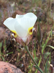 Calochortus superbus