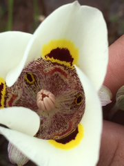 Calochortus superbus