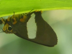 Coeliades forestan forestan