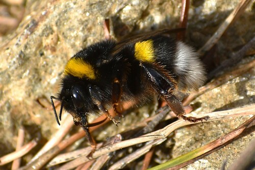 Žeminė kamanė nuotrauka