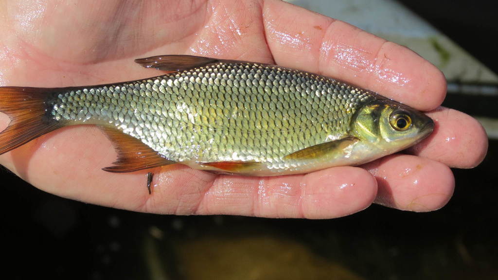 Golden Shiner (Wildlife of Boyd Lake State Park) · iNaturalist