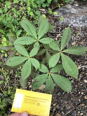 Aesculus sylvatica