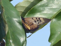 Acraea rogersi