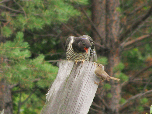 Oriental Cuckoo, Бодайбо, Иркутская обл., Россия, 666901, photo 8 of 10