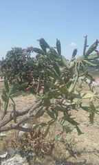 Opuntia auberi