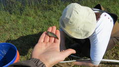 Enneacanthus gloriosus