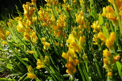 Genista sagittalis