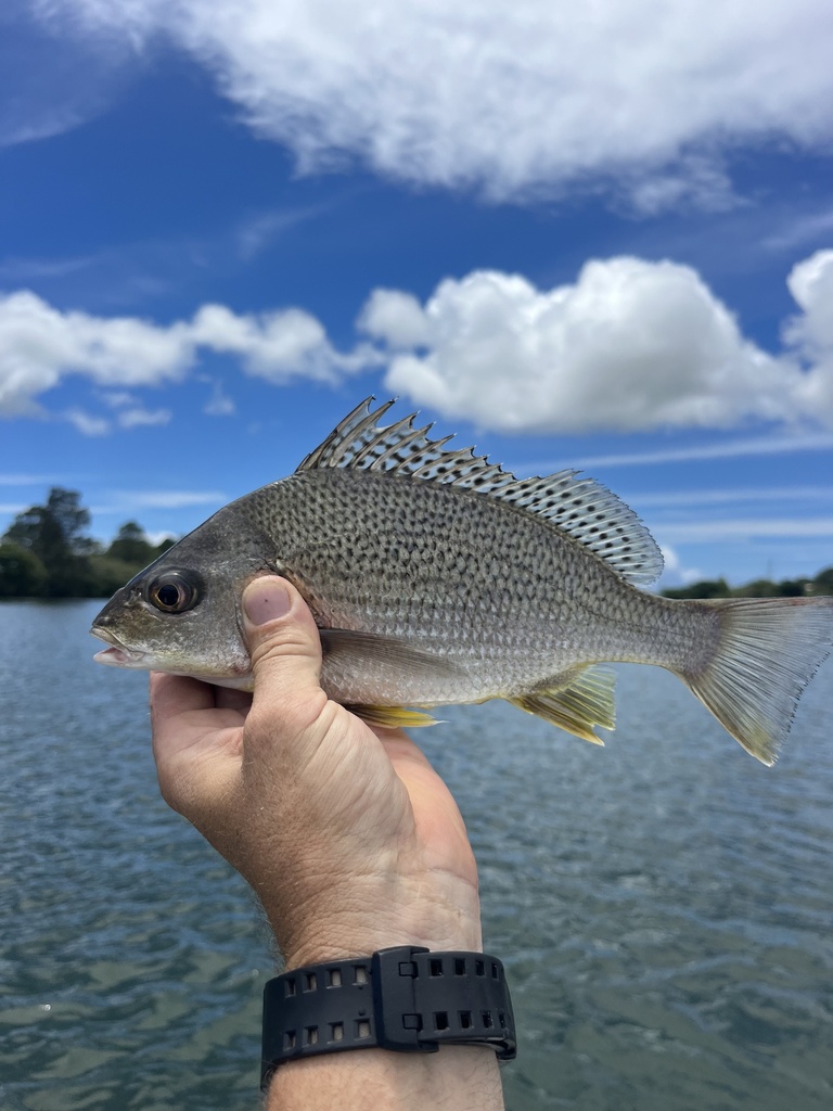 Silver Javelin from Macleay River, Summer Island, NSW, AU on January 17