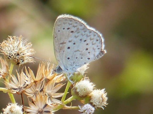 African Grass Blue
