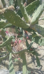 Opuntia auberi