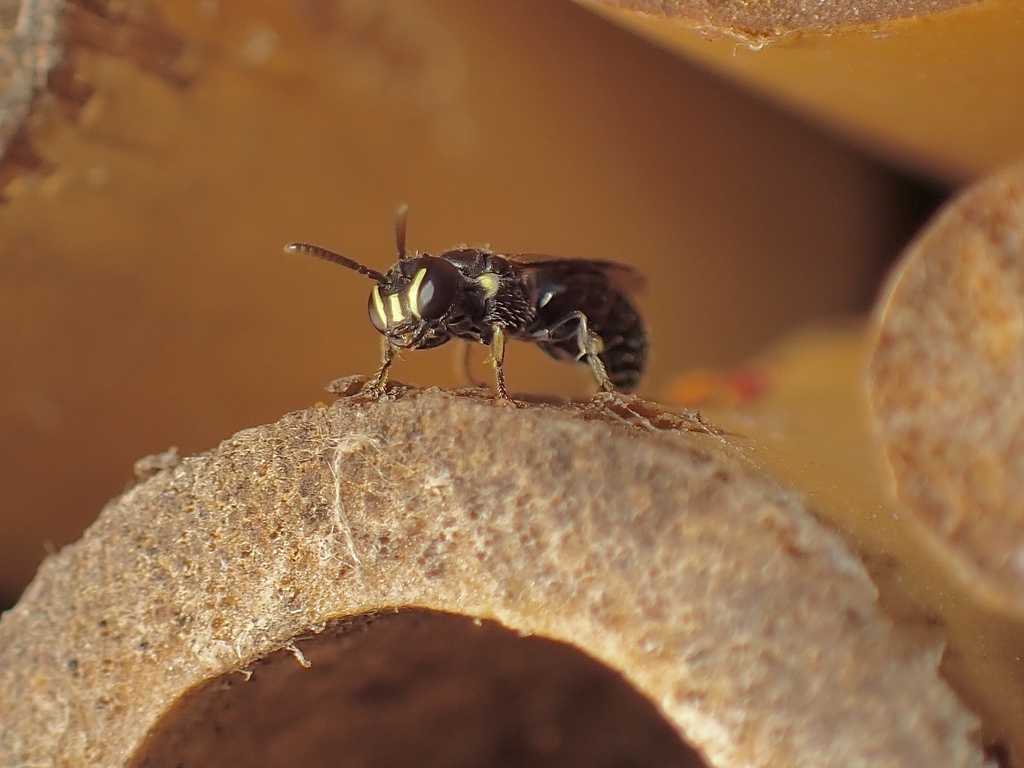 Tiny Masked Bee