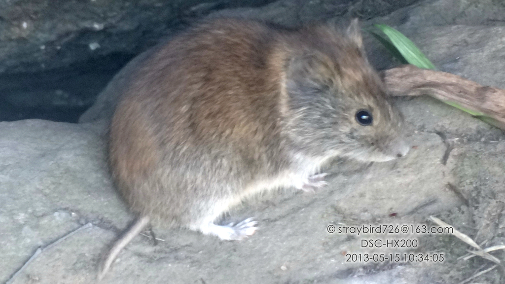 Myodes Rufocanus Grey Red-backed Vole from 中国北京市门头沟区 on May 15, 2013 at 10:34 AM by Nan ...