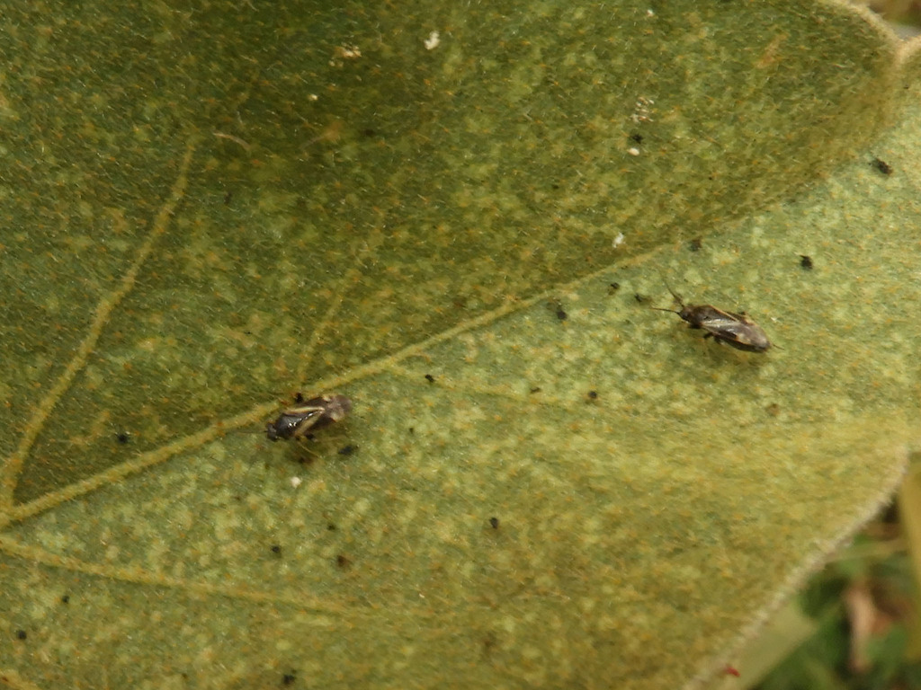 Plant Bugs from Kapsaret, Kenya on December 31, 2023 at 04:00 PM by ...