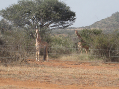 Giraffa camelopardalis reticulata