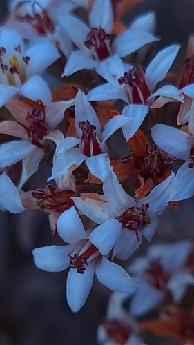 Crassula pruinosa
