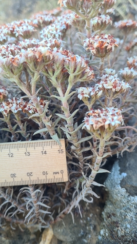 Crassula pruinosa