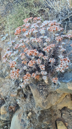 Crassula pruinosa