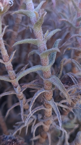 Crassula pruinosa