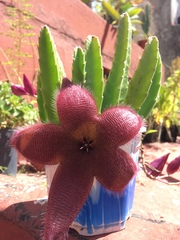Stapelia grandiflora