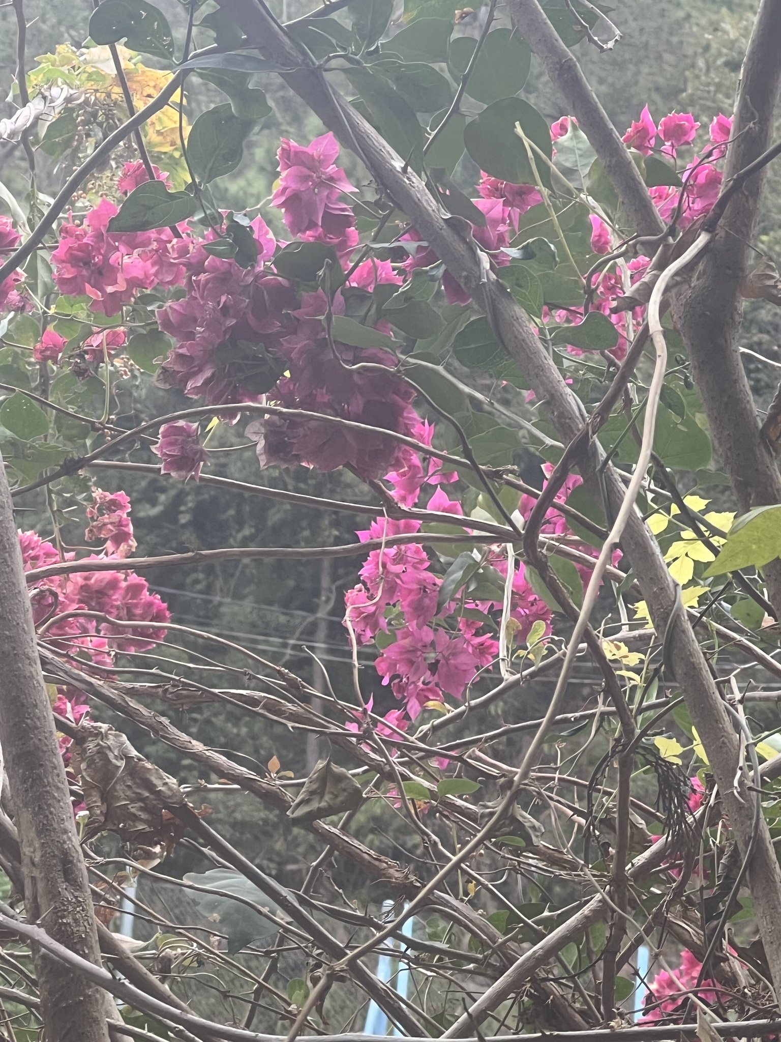 Imagem de Primavera