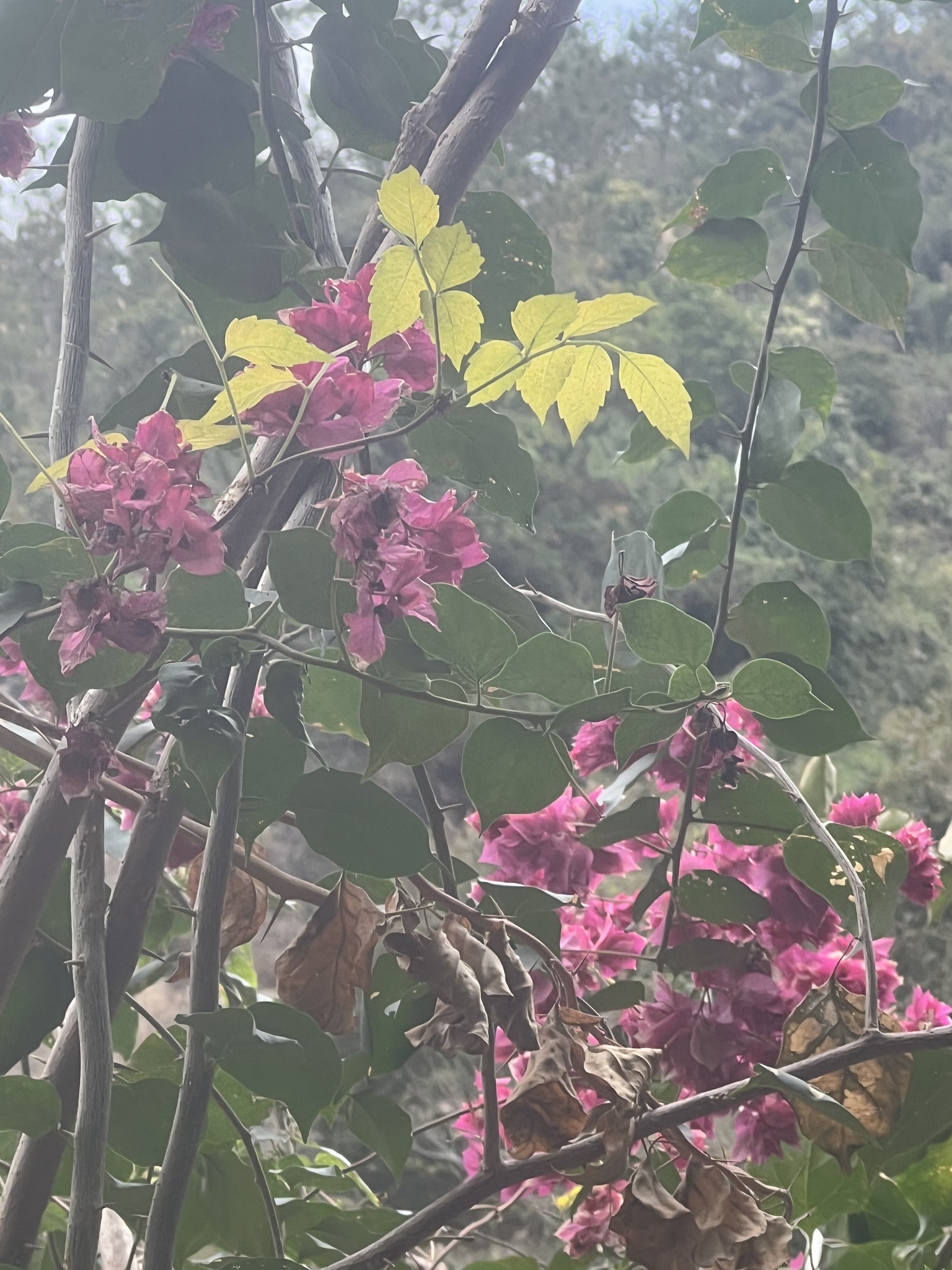 Imagem de Primavera