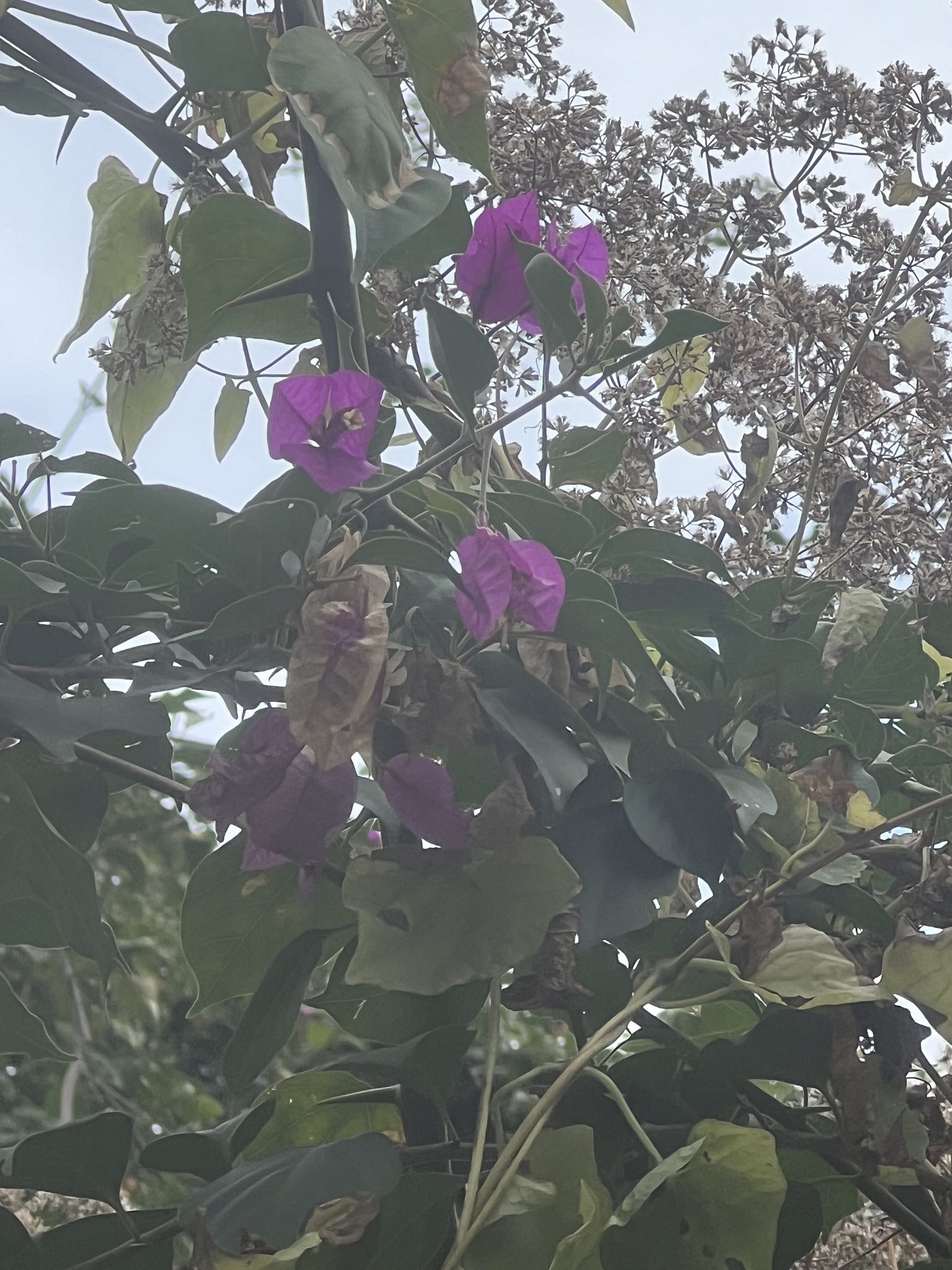 Imagem de Primavera