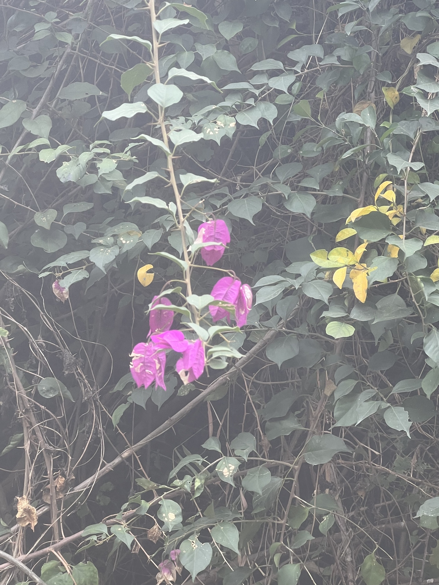 Imagem de Primavera