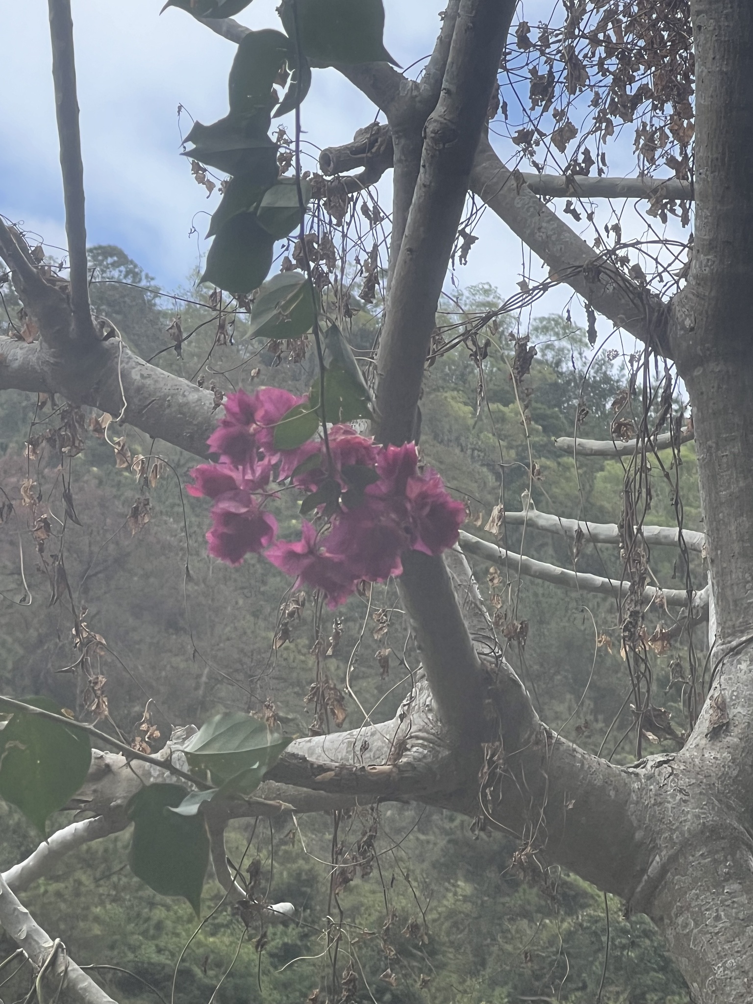 Imagem de Primavera