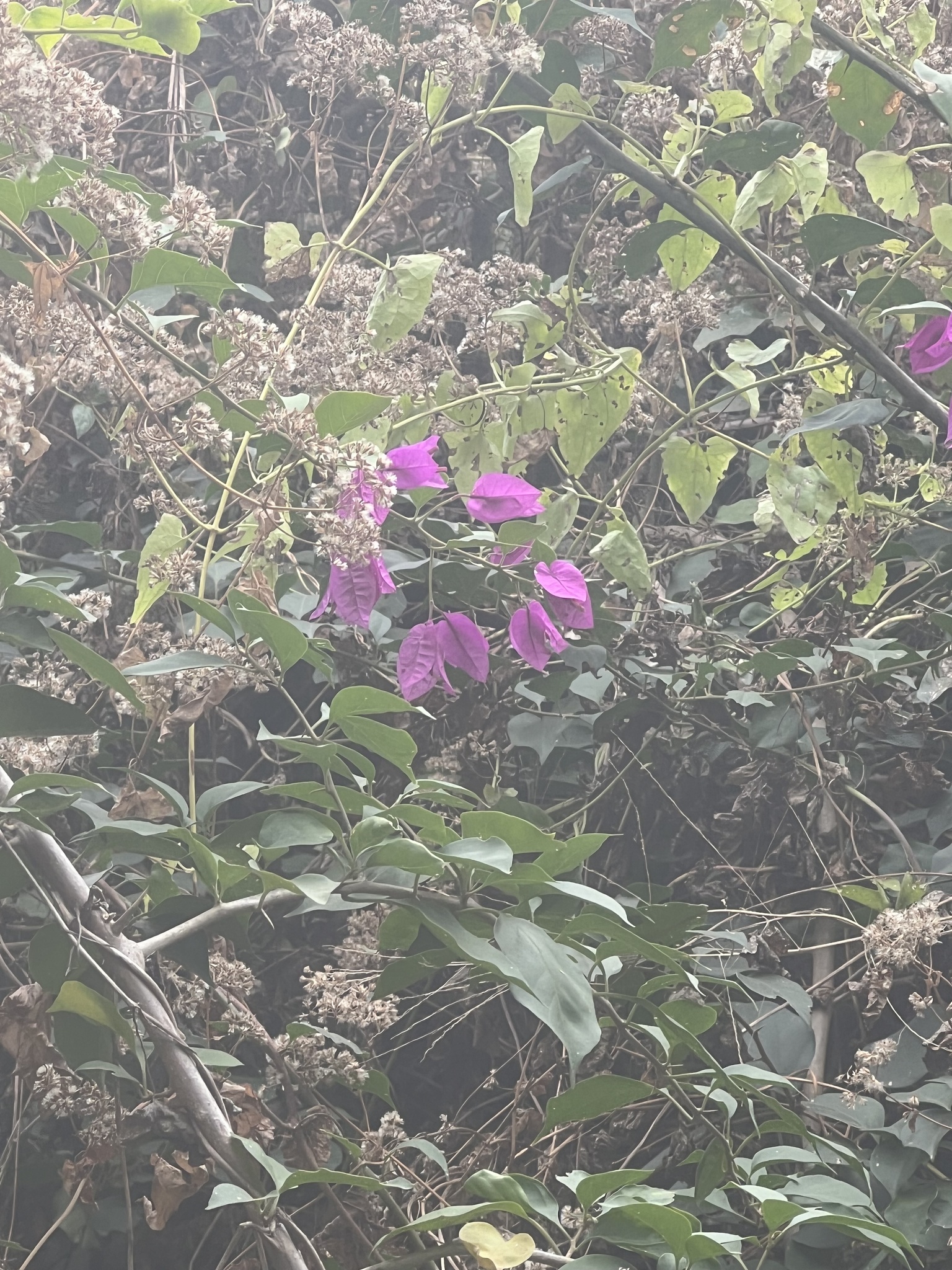 Imagem de Primavera