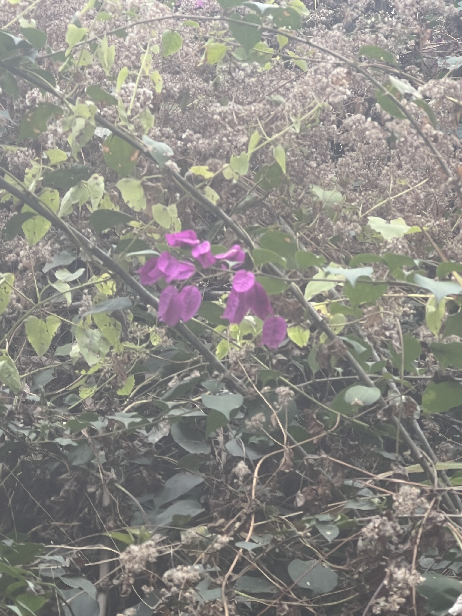 Imagem de Primavera