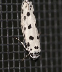 Ethmia sphaerosticha