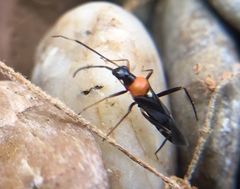 Pseudoxenetus regalis