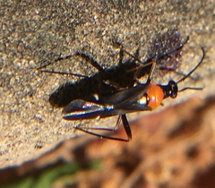 Pseudoxenetus regalis